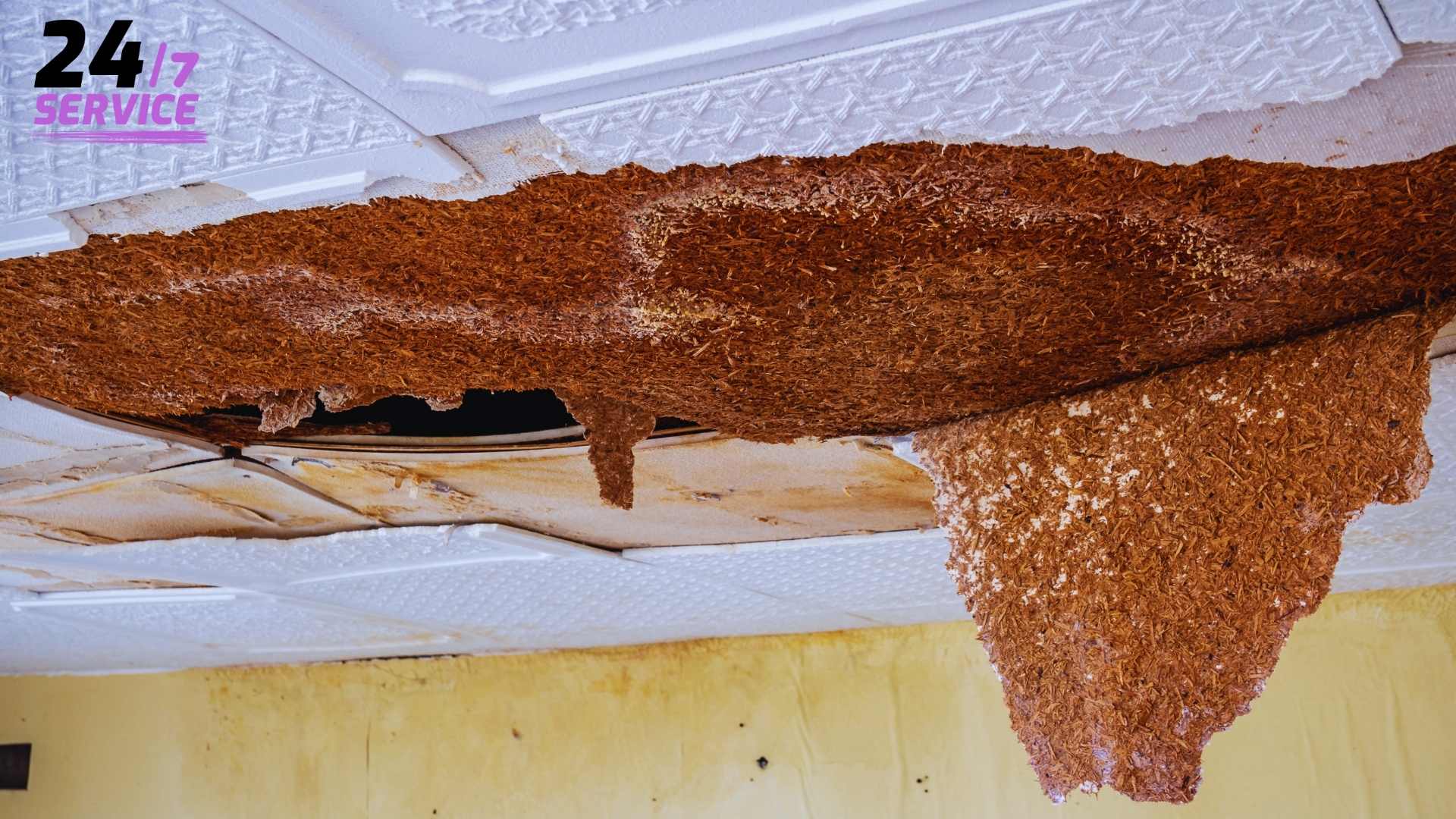 Best Mold Source Identification and Correction in , WATERDAMAGERESTORATIONFORTMYERSFL