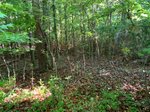 380 Longmire Rd | for Sale | Thumbnail 4