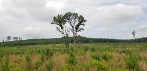 Photo of 1011 Willow Glen Drive