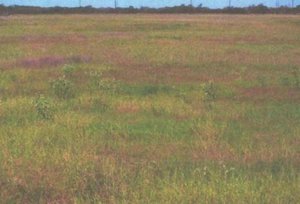Primary photo of 1 FM 2475, Wills Point, TX