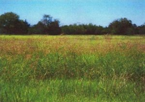 Photo of 1 VZ County Rd 3815