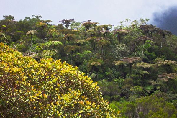 Forêt de Bébour