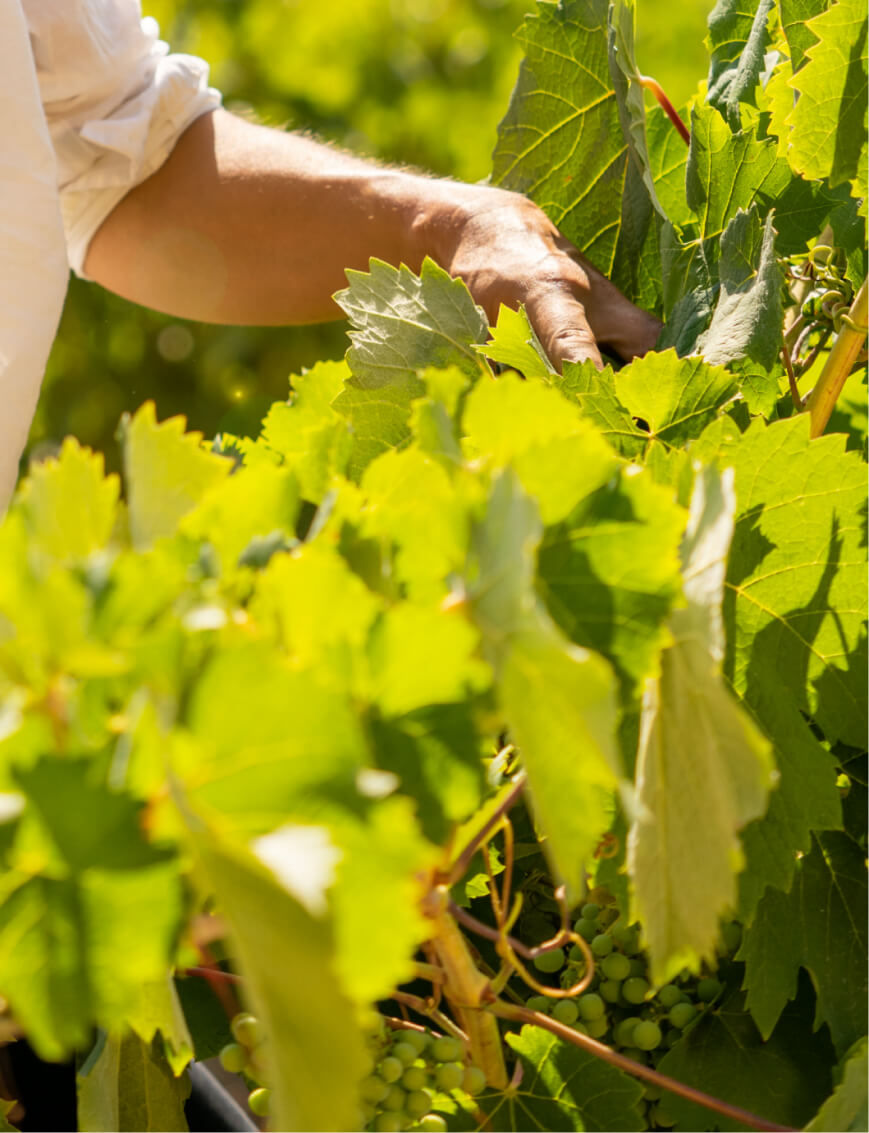 Vignes La Cuvée Mythique_Marie Julian