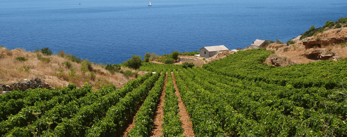 Les vendanges Mythique du Languedoc - Mythique