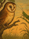 Cover of The owl and the grasshopper