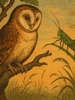 Cover of The owl and the grasshopper