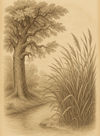 Cover of The oak and the reeds