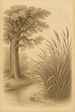 The oak and the reeds