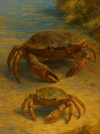 Cover of The Young Crab & His Mother