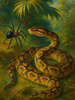 Cover of Anansi and the Python