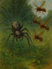 Cover of Anansi and the Hornets