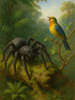 Cover of Anansi and the Singing Bird