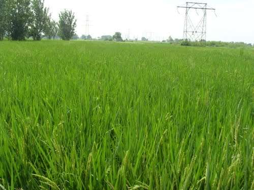 paddy-en