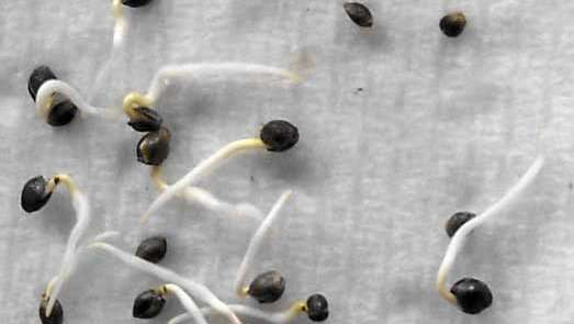 seed