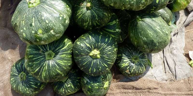 Ashgourd Pb