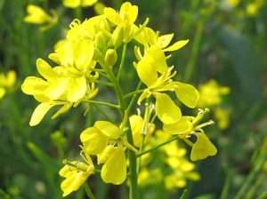 mustard crop