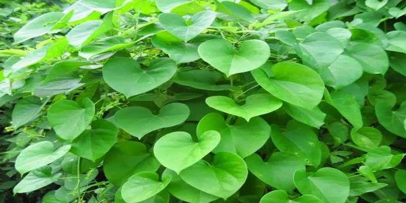 giloy-plant_800x400