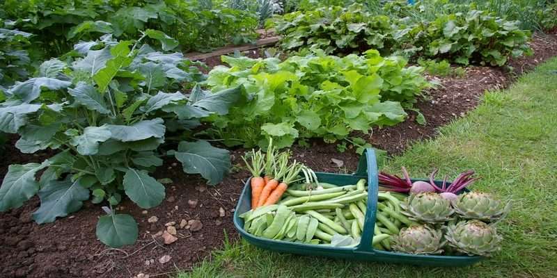 Beauty-Vegetable-Garden-Mulch_800x400