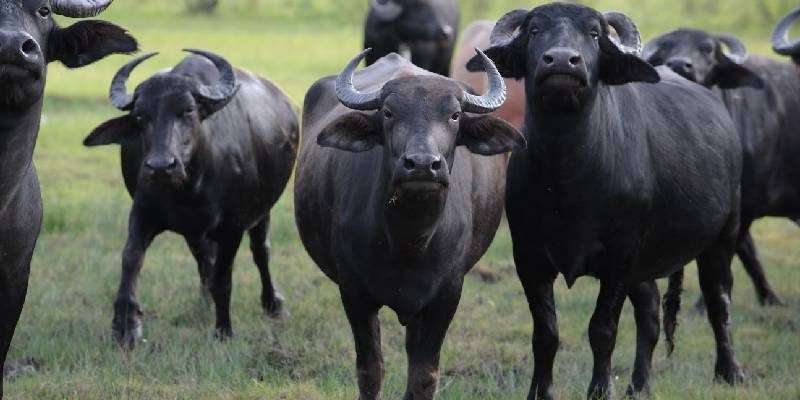 cow