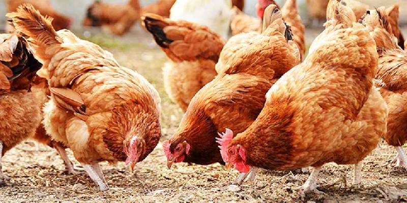 chicks