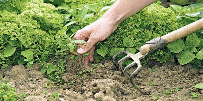 Organic-Weed-Control_800x400