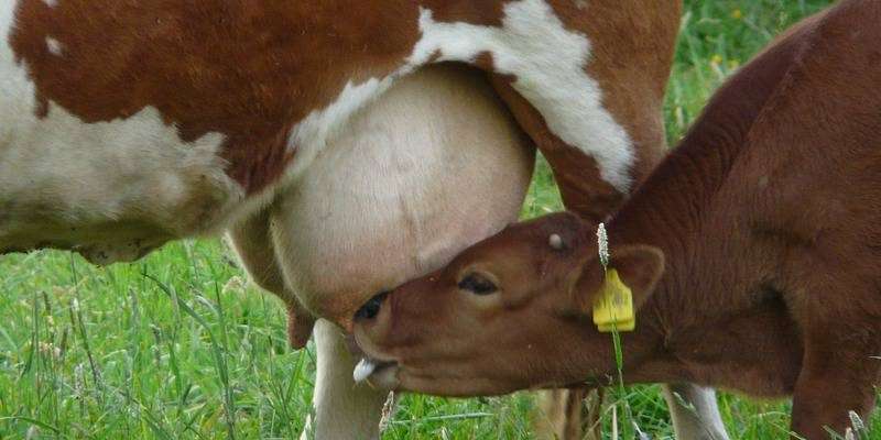 milch