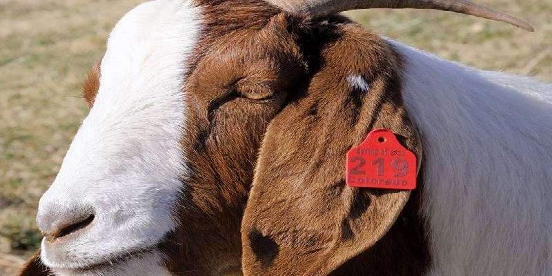ear tagging