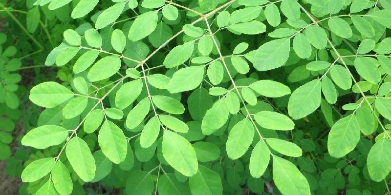 benefit of mringa