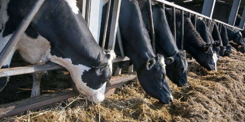 summer care for cattle