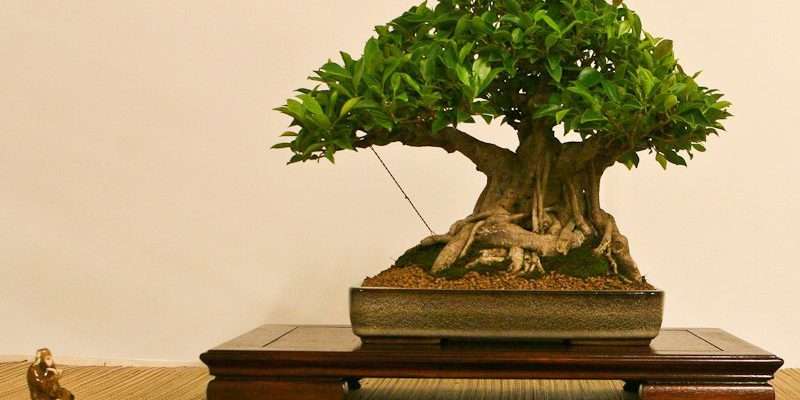 Bonsai Pb