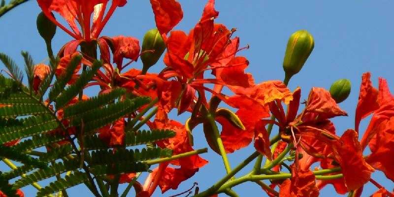 flowers in garden