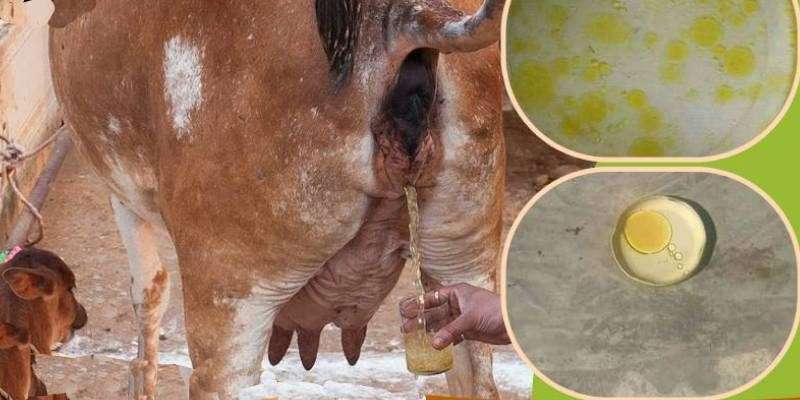 pregnancy in cattle