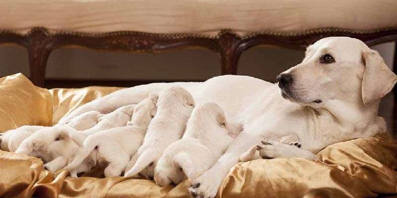 pets-child-pb