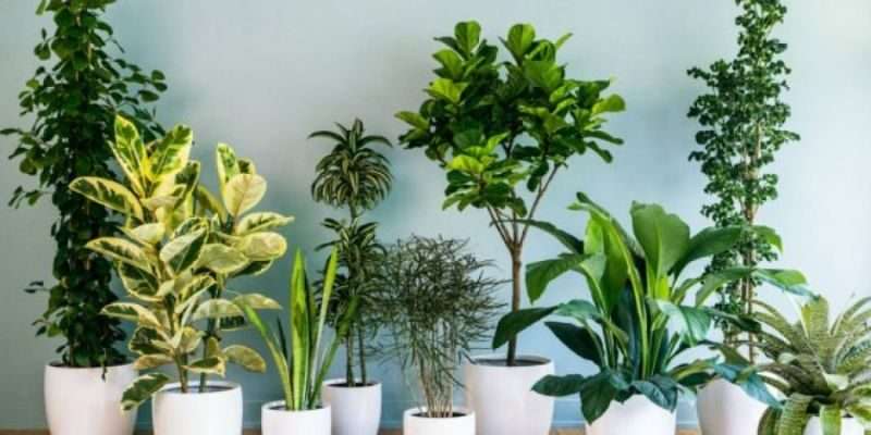 Ornm Plants Pb