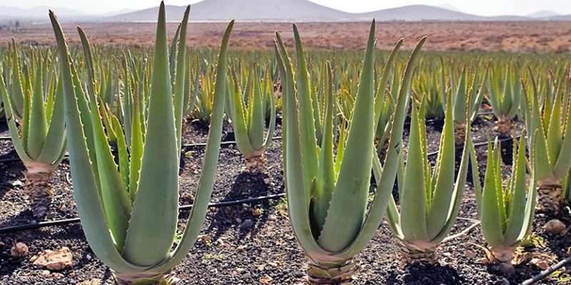 Aloe vera-Pb