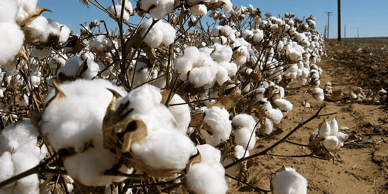 Cotton- Pb