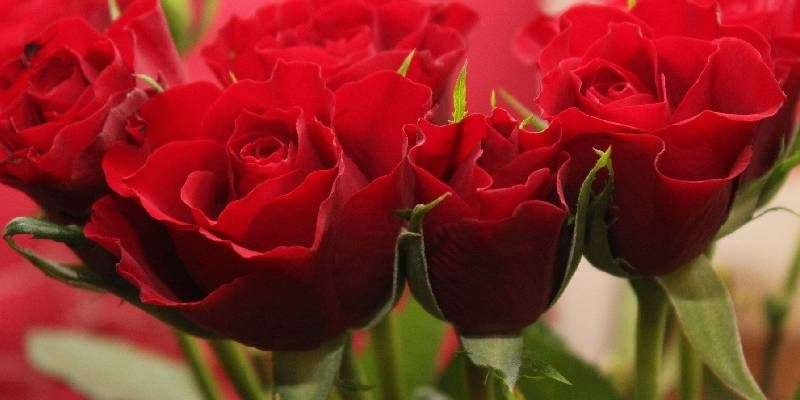 roses pb