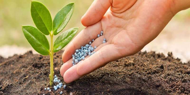 Urea PB