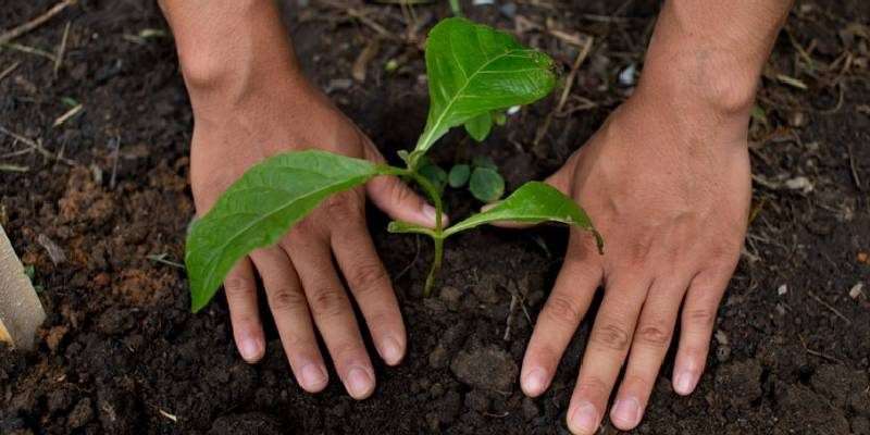 tree transplant-pb