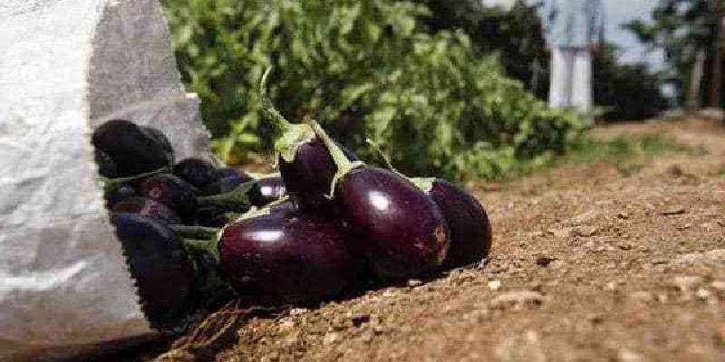 brinjal pb