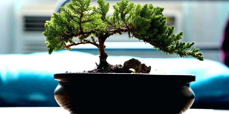bonsai tree pb