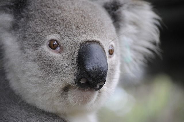 discover-the-best-excursions-to-make-your-australia-trip-unforgettable
