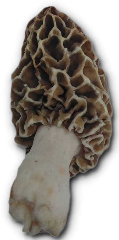 Morel Mushroom white 