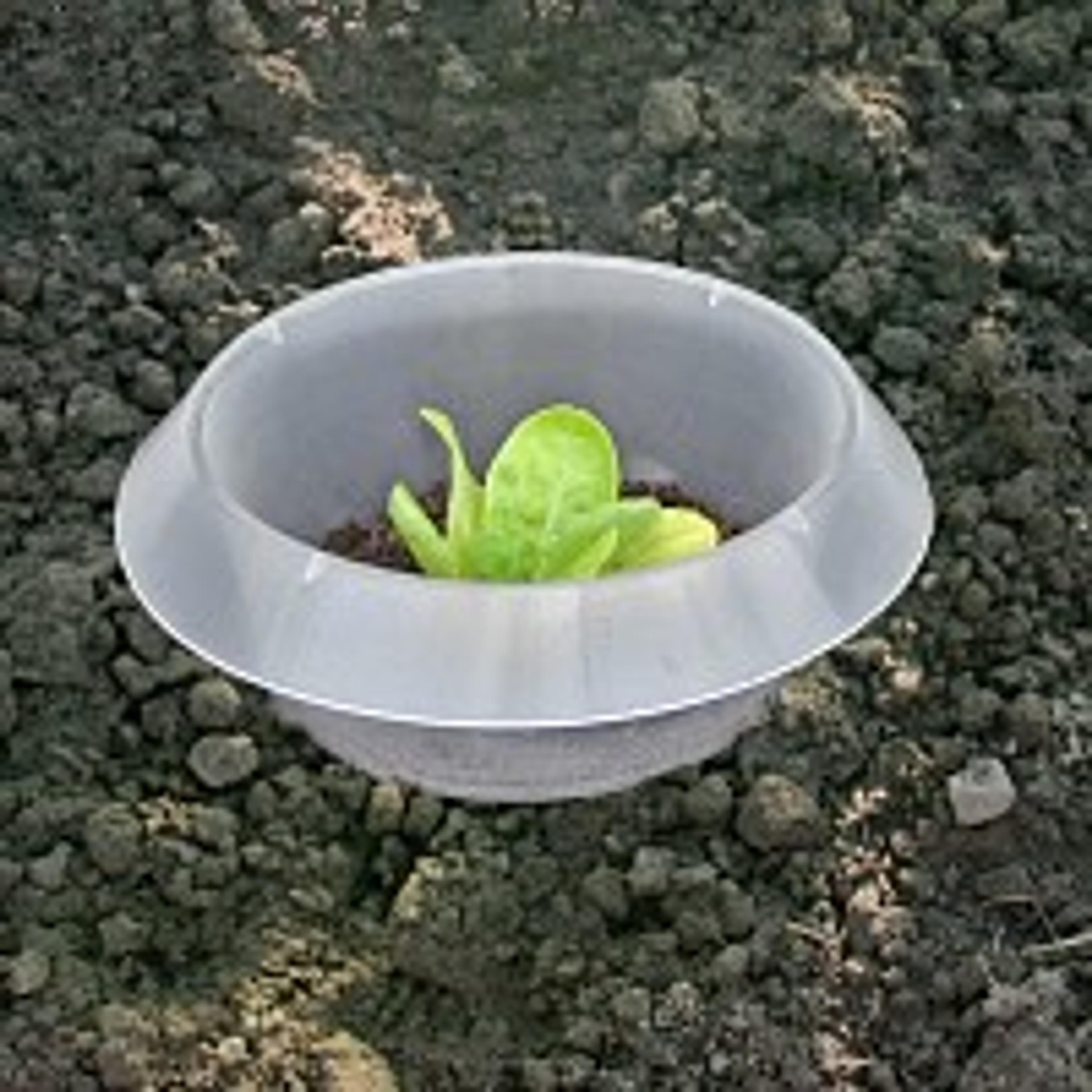 Anneau Stop limaces transparent