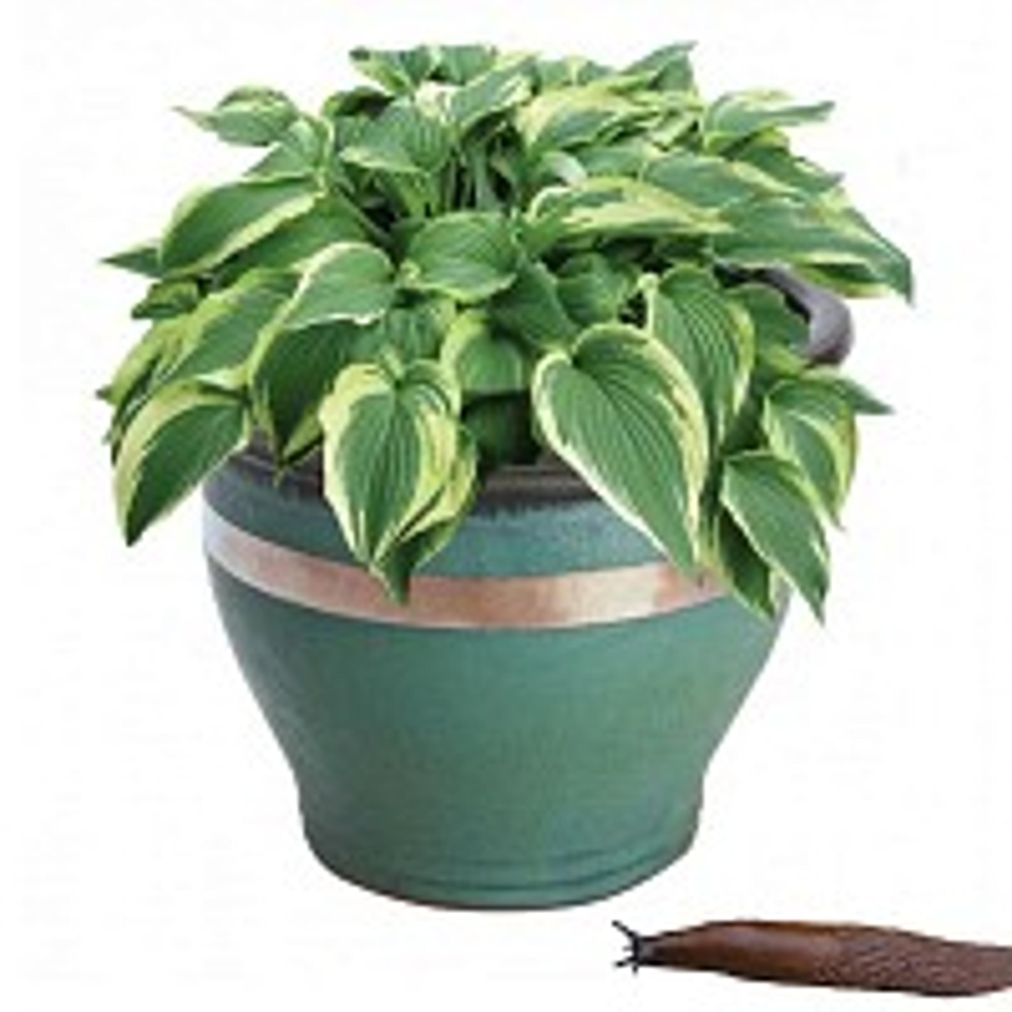 Anti limaces ruban en cuivre 4m x 3cm pour pots