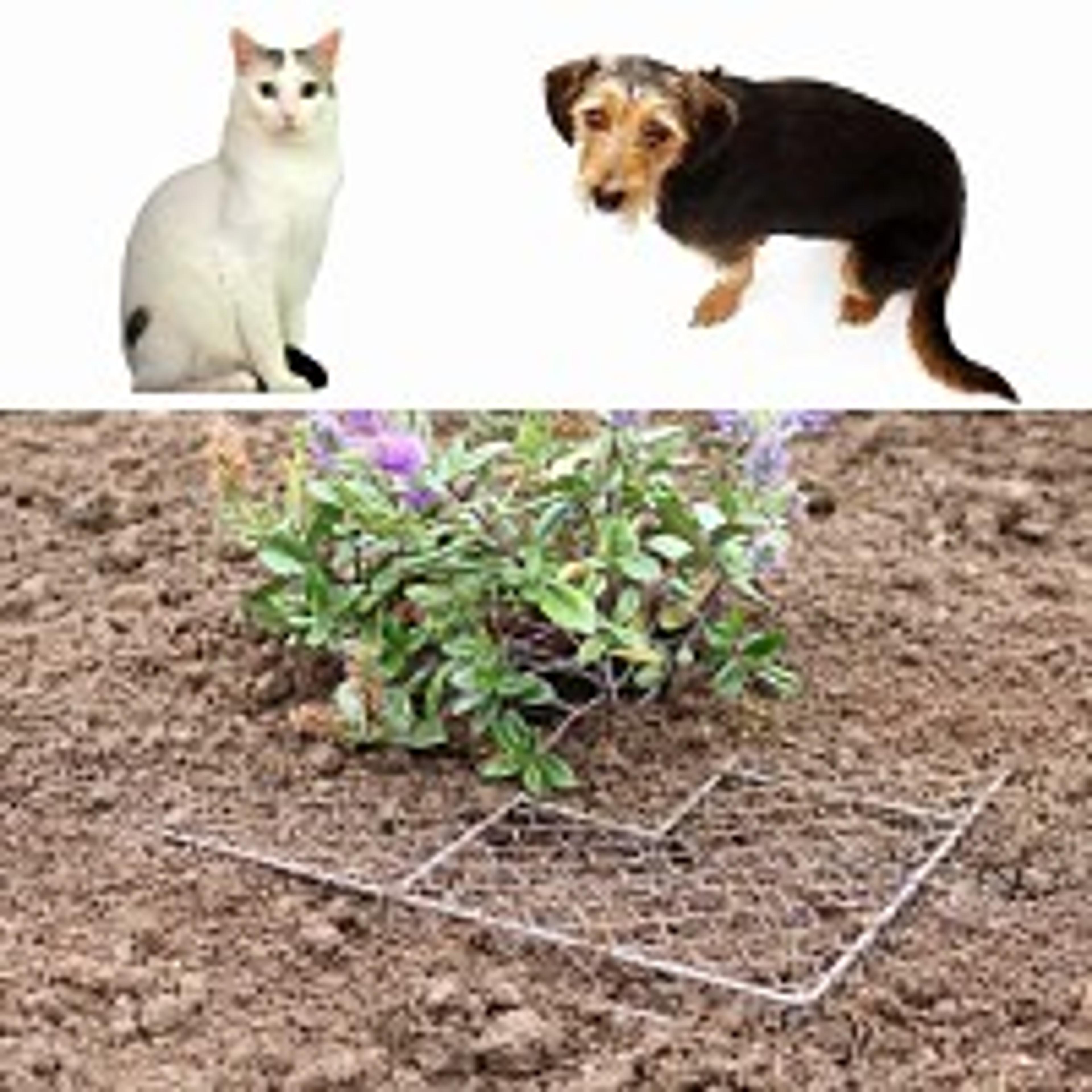 Grillage anti trou stop Chien et Chat