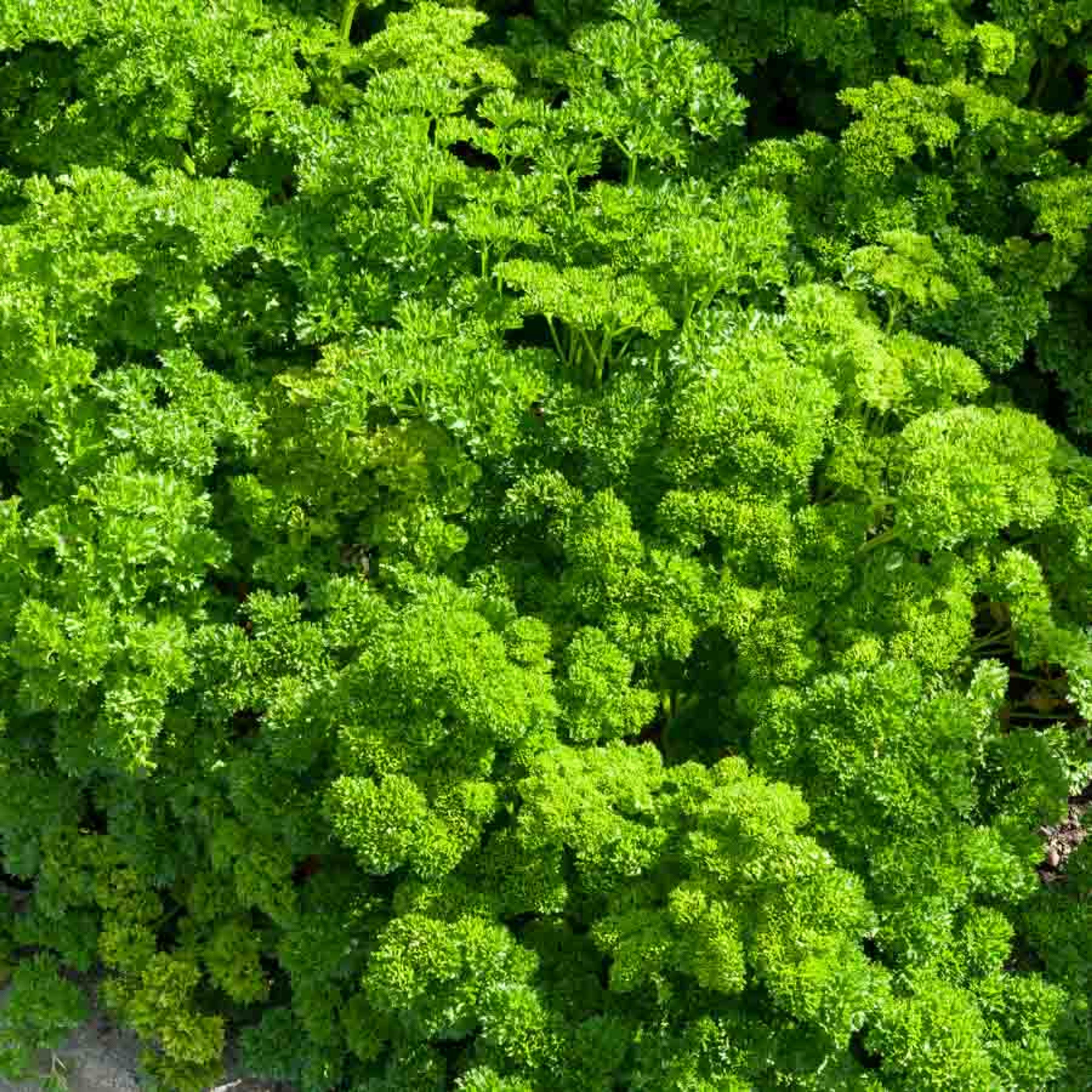 Persil Frisé Vert Foncé | Vilmorin Jardin