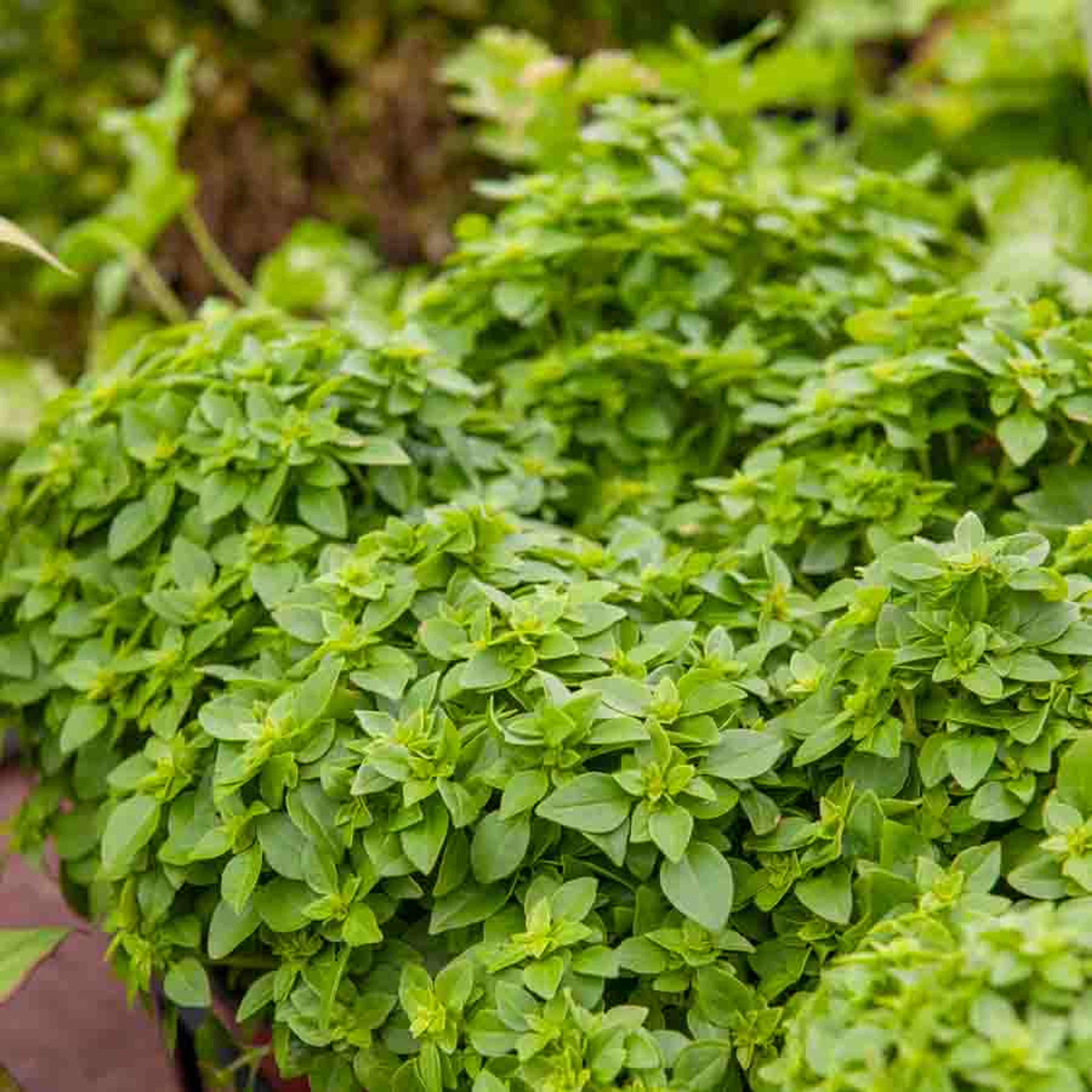 Basilic Fin Vert Compact | Vilmorin Jardin