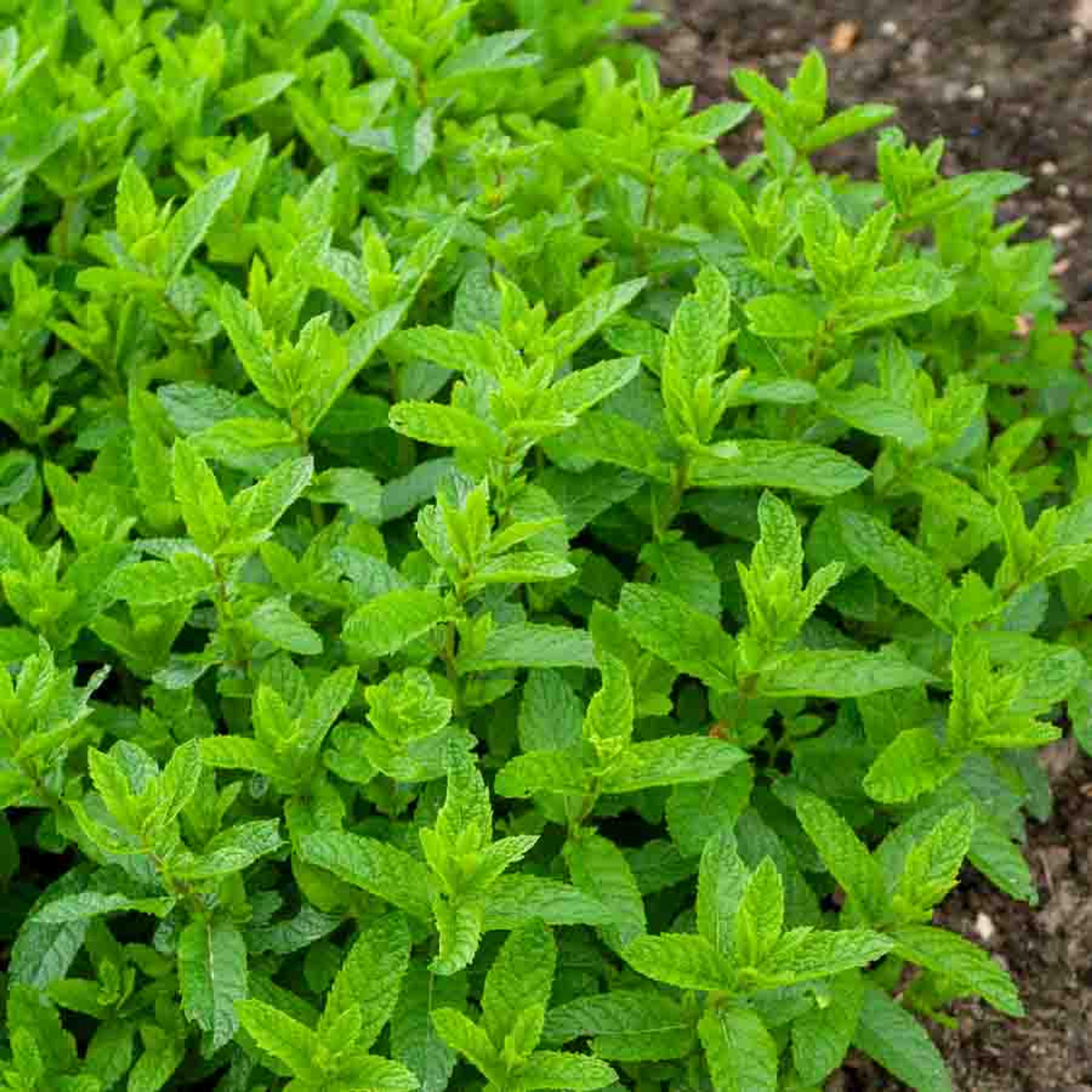Menthe Marocaine | Vilmorin Jardin