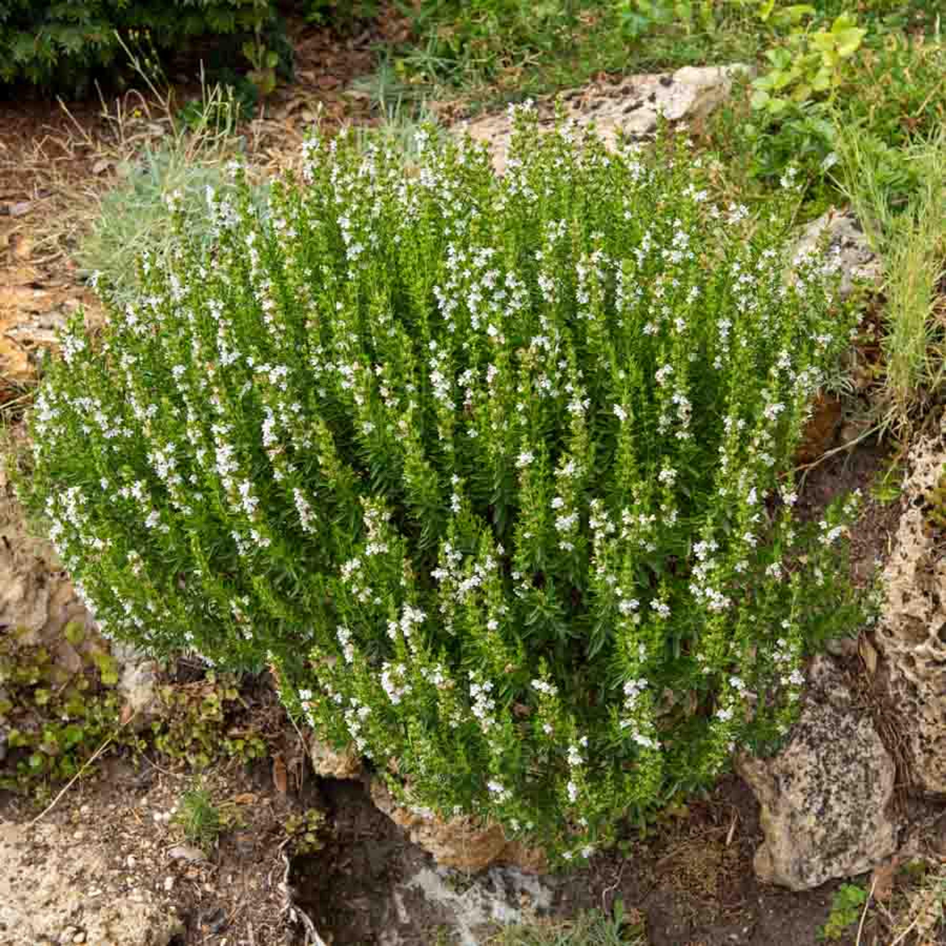 Sarriette Commune | Vilmorin Jardin